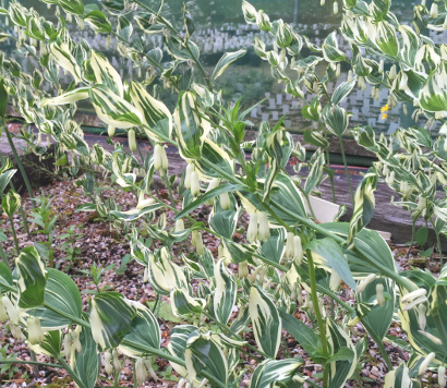 Polygonatum hybridum 'Striatum' 